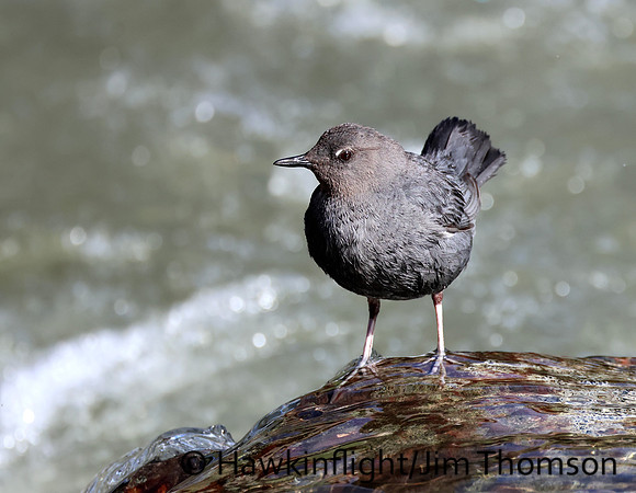 American Dipper