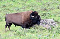 Bison