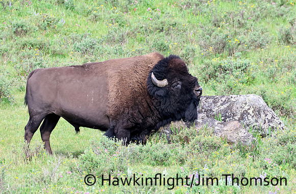 Bison