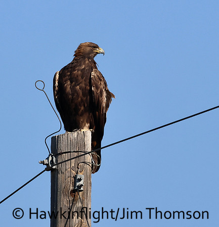 Golden Eagle