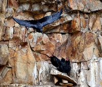 Cliff nesting Ravens- YNP