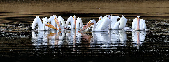 American White Pelican