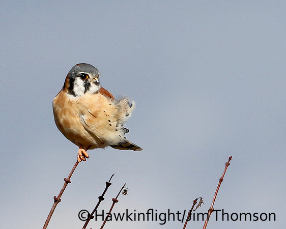 American Kestrel