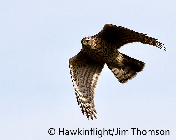 American Goshawk