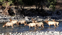 Elk