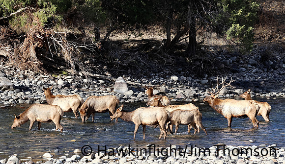 Elk
