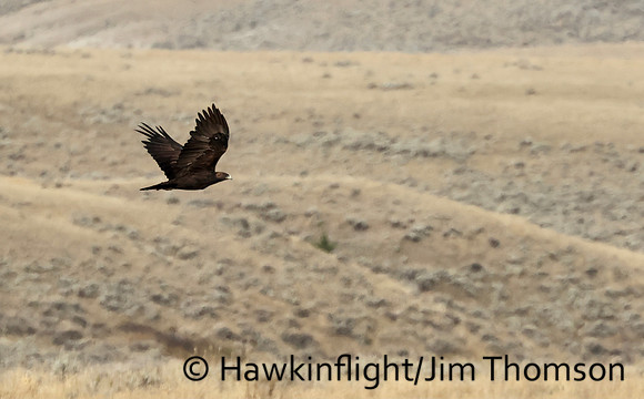 Golden Eagle