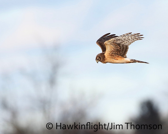 Northern Harrier