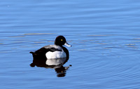Lesser Scaup