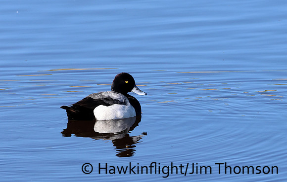 Lesser Scaup