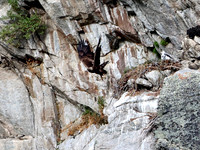 Golden Eagle-Nest