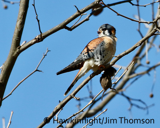 American Kestrel