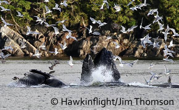 Humpback Whale