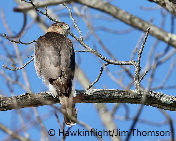 Cooper's hawk