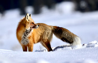 Red Fox