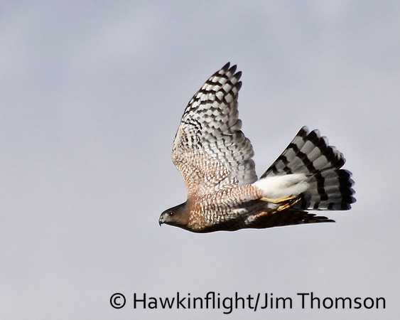 Cooper's Hawk