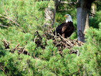Bald Eagle