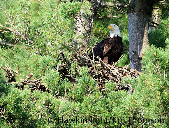 Bald Eagle
