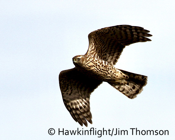 American Goshawk