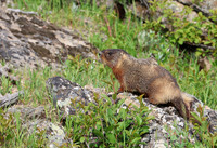 Yellow-Bellied Marmot