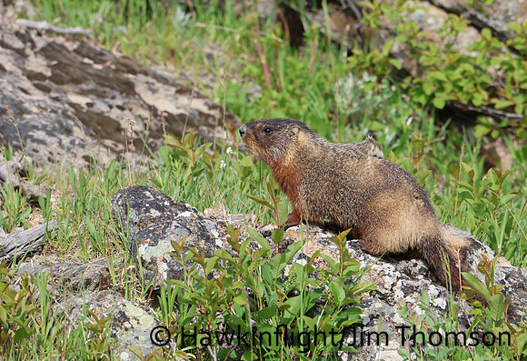 Yellow-Bellied Marmot