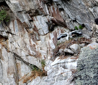 Golden Eagle-Nest
