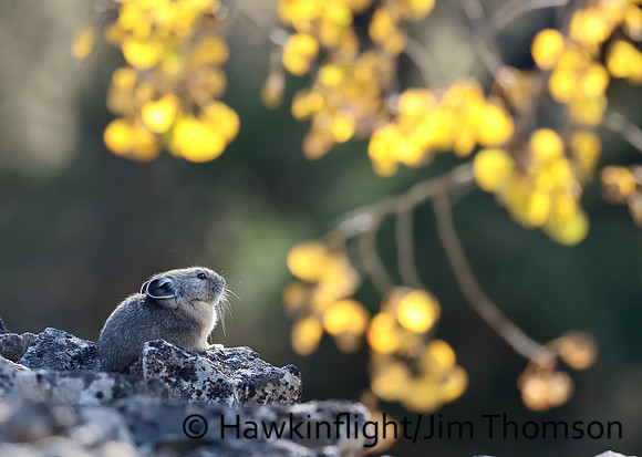 American Pika