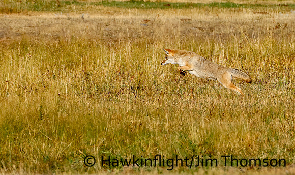 Coyote
