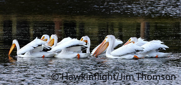 American White Pelican