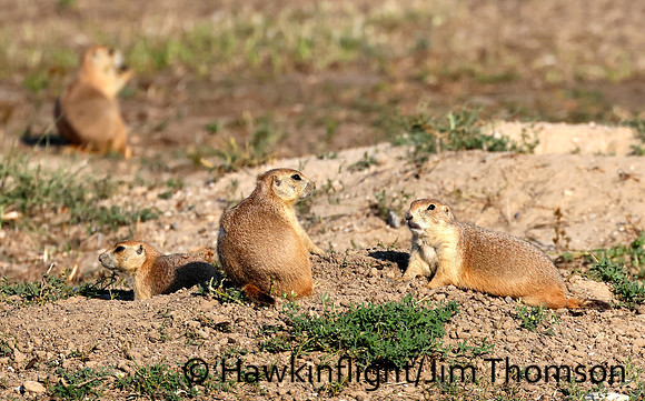 Black-tailed Prairie Dog