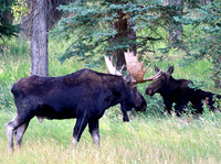 Moose