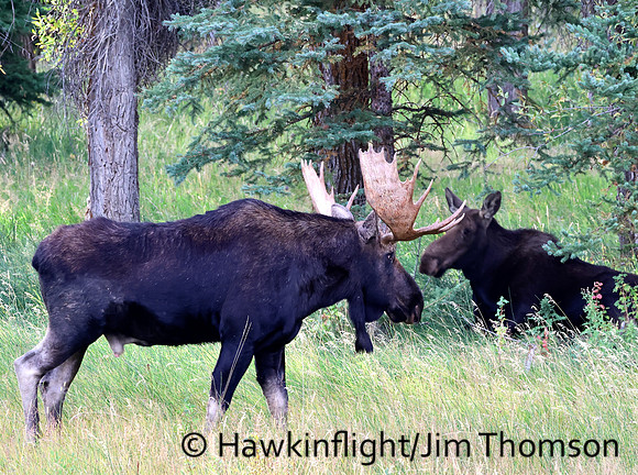 Moose