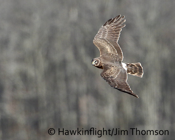 Northern Harrier