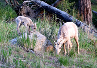 Bighorn Sheep