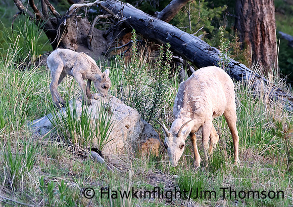 Bighorn Sheep