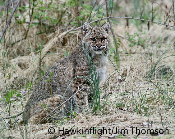 Bobcat