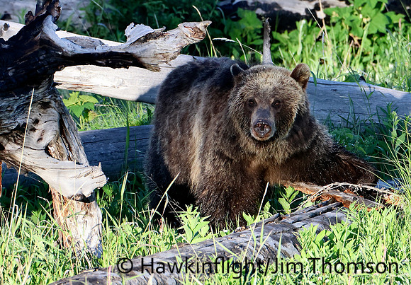 Grizzly Bear