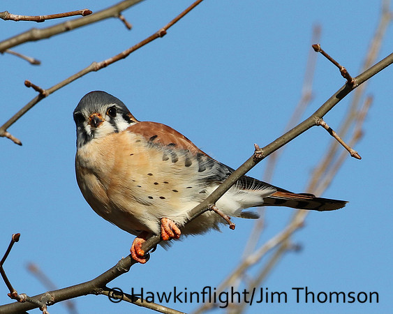 American Kestrel