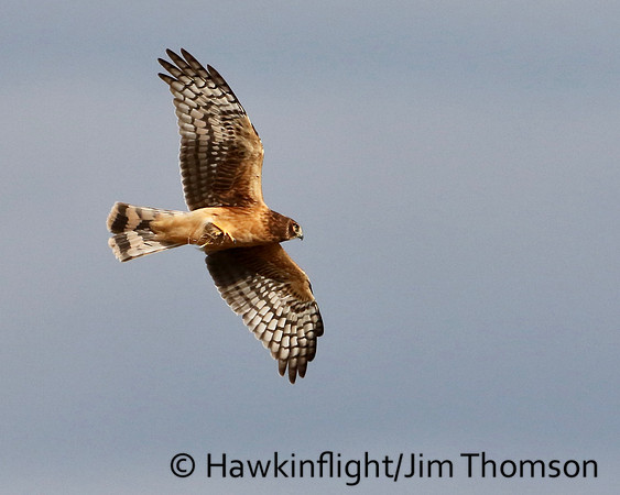 Northern Harrier