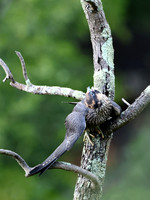 Peregrine Falcon