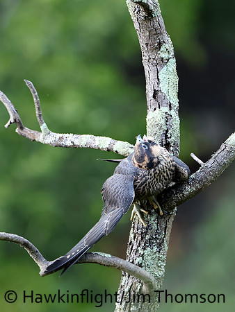 Peregrine Falcon