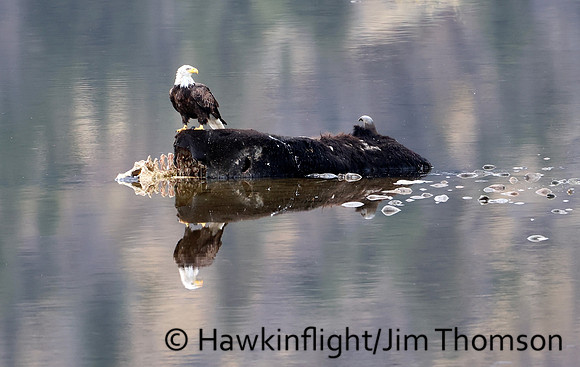 Bald Eagle