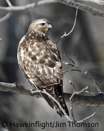 Red-shouldered Hawk