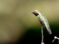 Broad-tailed Hummingbird