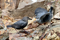 American Dipper