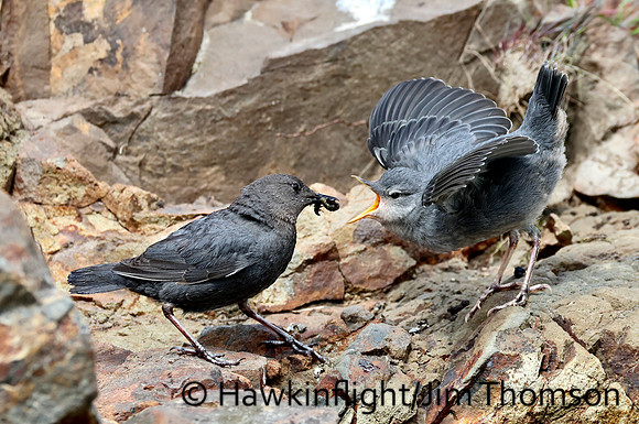 American Dipper