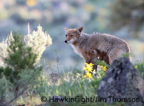 Coyote