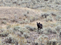 Grey Wolves