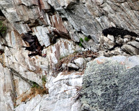 Golden Eagle-Nest