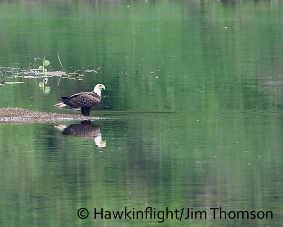 Bald Eagle